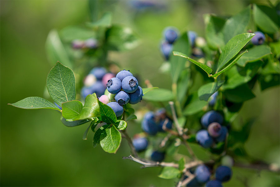 Wild blueberries